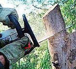 Best Tree and Shrub Care  in New London, OH