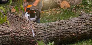 Best Hedge Trimming  in New London, OH