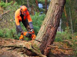 Best Tree Health Inspection  in New London, OH