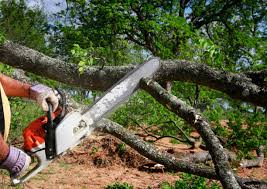 Best Tree Trimming and Pruning  in New London, OH