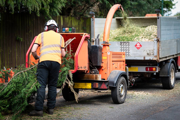Best Tree Maintenance Programs  in New London, OH