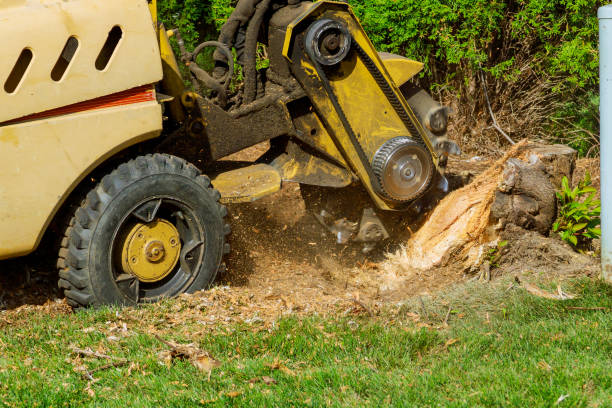 Best Tree Mulching  in New London, OH