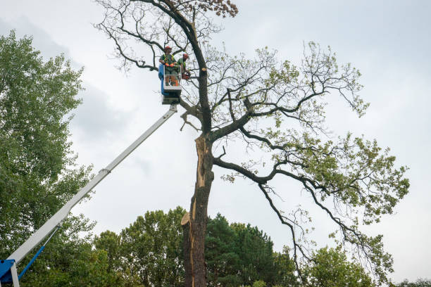 Best Fruit Tree Pruning  in New London, OH