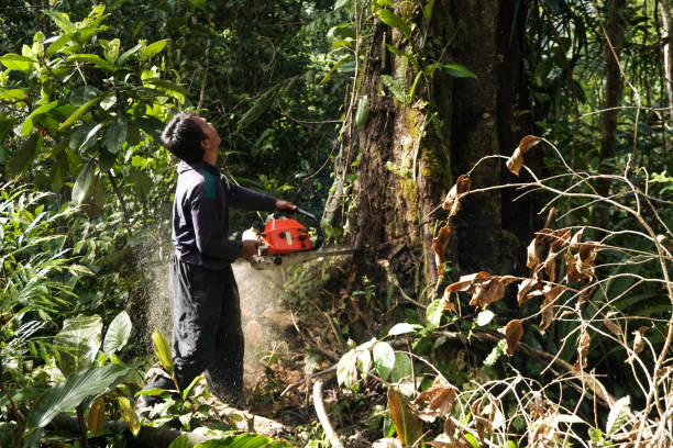 Best Arborist Consultation Services  in New London, OH