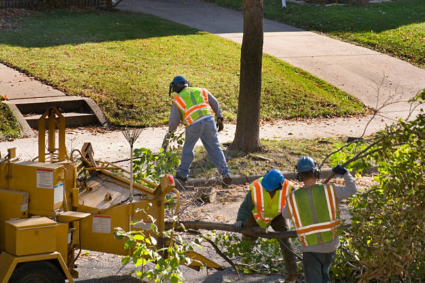 Best Utility Line Clearance  in New London, OH
