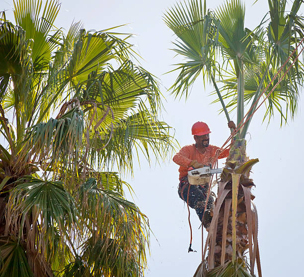 How Our Tree Care Process Works  in  New London, OH